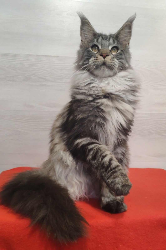 Krai Kristolin Quantum - Junior maine-coon 9 months 1 week