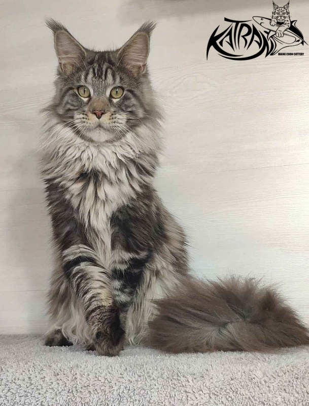 Krai Kristolin Quantum - Junior maine-coon 9 months