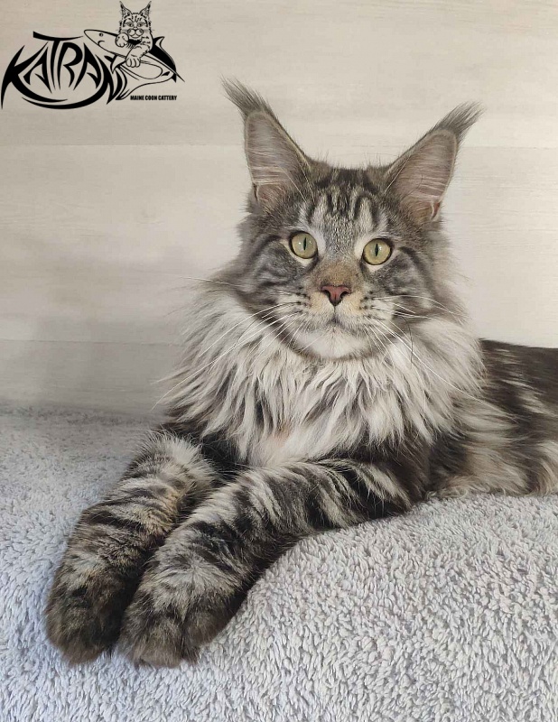 Krai Kristolin Quantum - Junior maine-coon 9 months