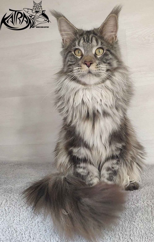 Krai Kristolin Quantum - Junior maine-coon 9 months