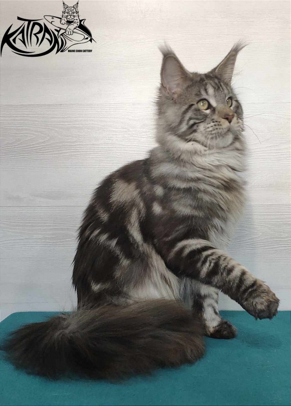 Krai Kristolin Quantum - Adult maine-coon 11.5 months
