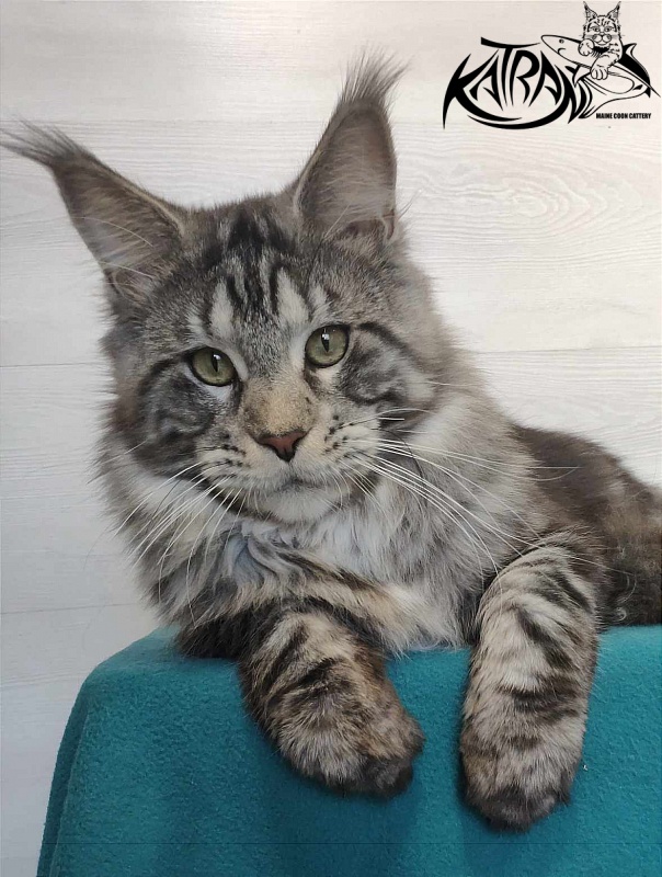Krai Kristolin Quantum - Adult maine-coon 11.5 months
