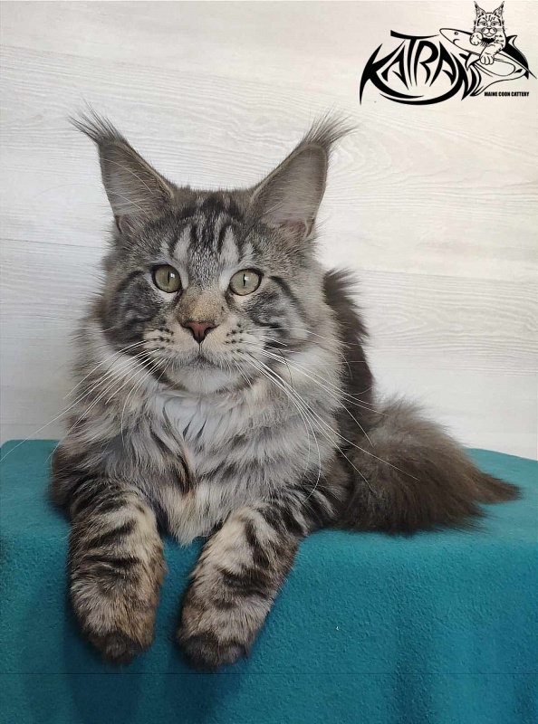 Krai Kristolin Quantum - Adult maine-coon 11.5 months
