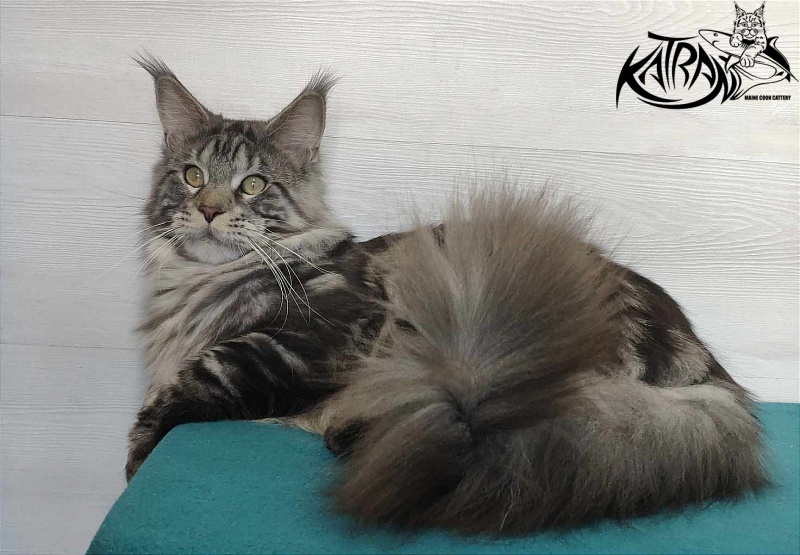 Krai Kristolin Quantum - Adult maine-coon 11.5 months