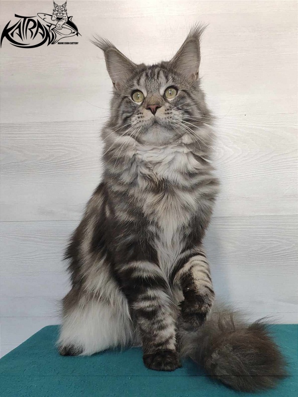 Krai Kristolin Quantum - Adult maine-coon 11.5 months