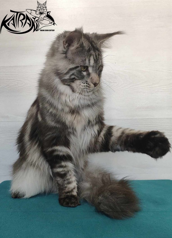 Krai Kristolin Quantum - Adult maine-coon 11.5 months