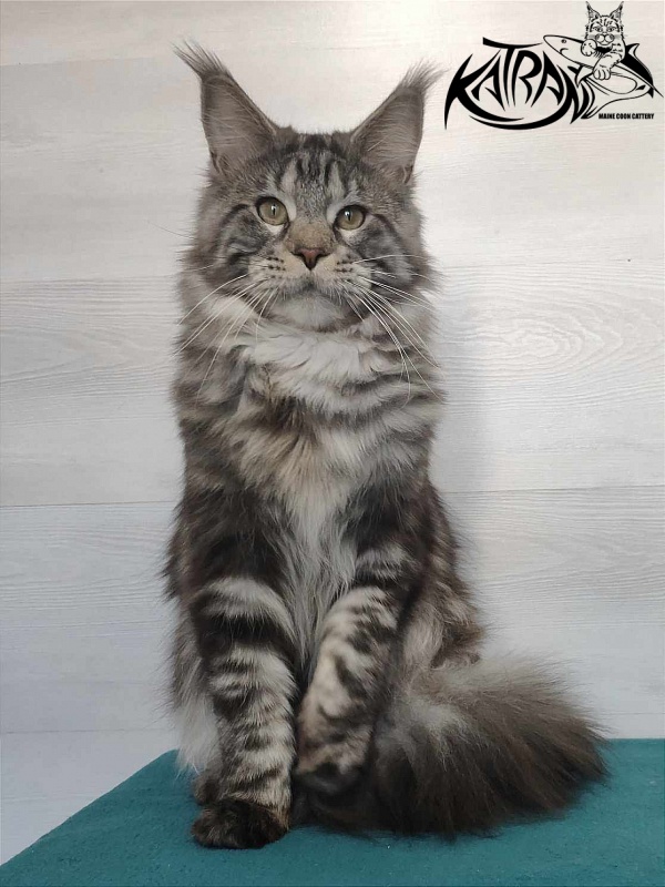 Krai Kristolin Quantum - Adult maine-coon 11.5 months