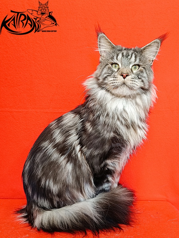 Krai Kristolin Quantum - Adult maine-coon 2 years 5 months 4 weeks