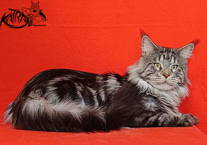 Krai Kristolin Quantum - Adult maine-coon 2 years 5 months 4 weeks