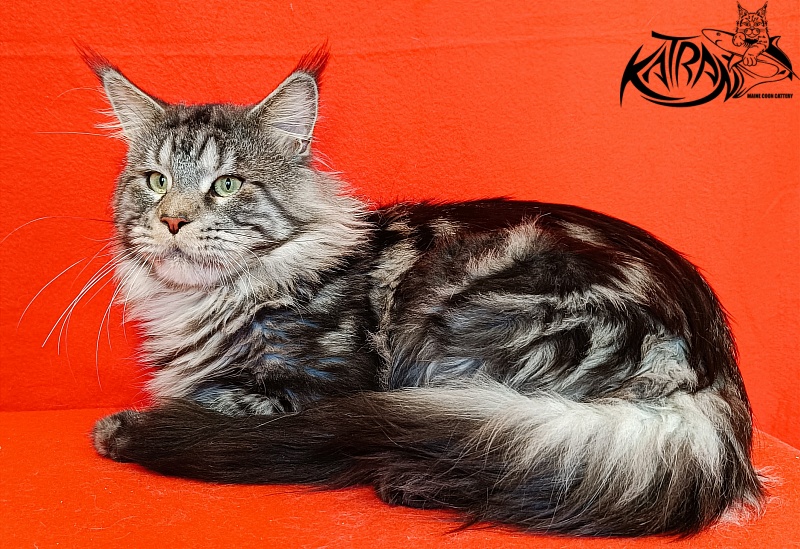 Krai Kristolin Quantum - Adult maine-coon 2 years 5 months 4 weeks