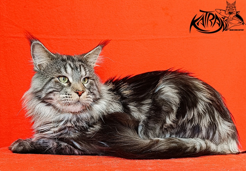 Krai Kristolin Quantum - Adult maine-coon 2 years 5 months 4 weeks