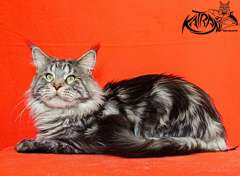 Krai Kristolin Quantum - Adult maine-coon 2 years 5 months 4 weeks
