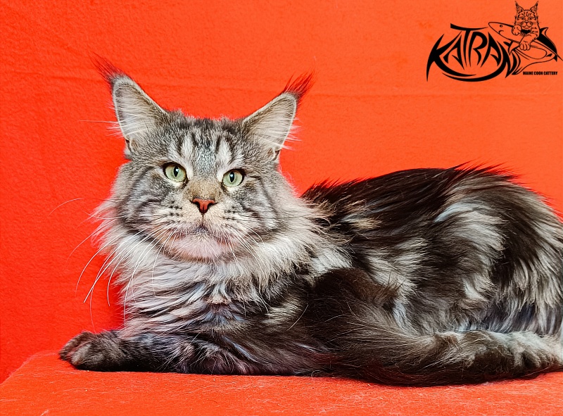 Krai Kristolin Quantum - Adult maine-coon 2 years 5 months 4 weeks