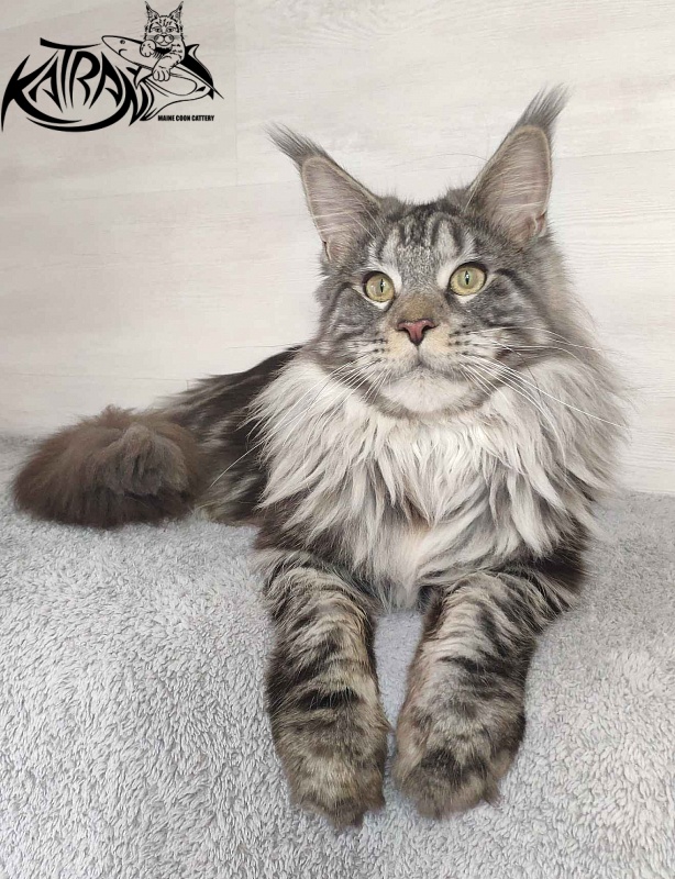 Krai Kristolin Quantum - Junior maine-coon 9 months