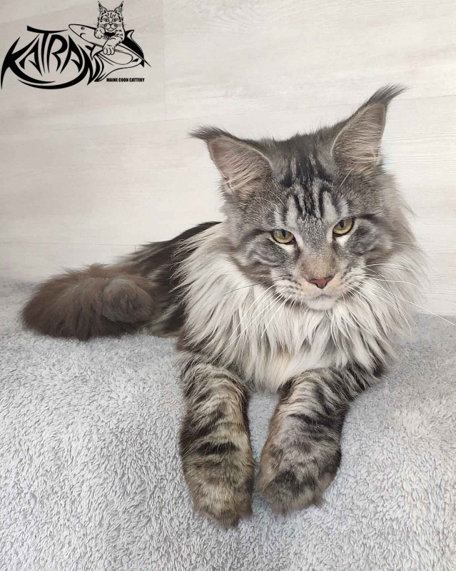 Krai Kristolin Quantum - Junior maine-coon 9 months