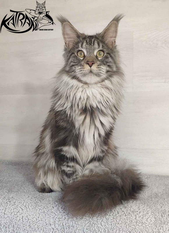 Krai Kristolin Quantum - Junior maine-coon 9 months