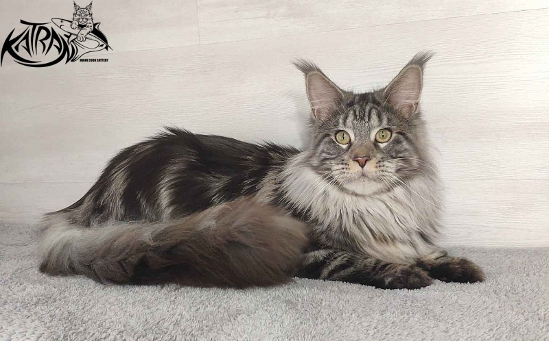 Krai Kristolin Quantum - Junior maine-coon 9 months