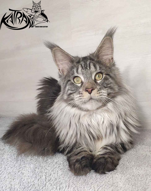 Krai Kristolin Quantum - Junior maine-coon 9 months
