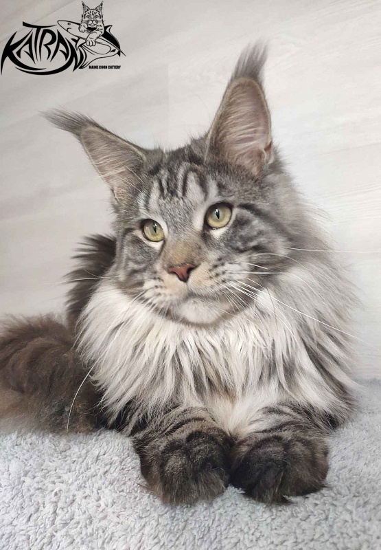 Krai Kristolin Quantum - Junior maine-coon 9 months
