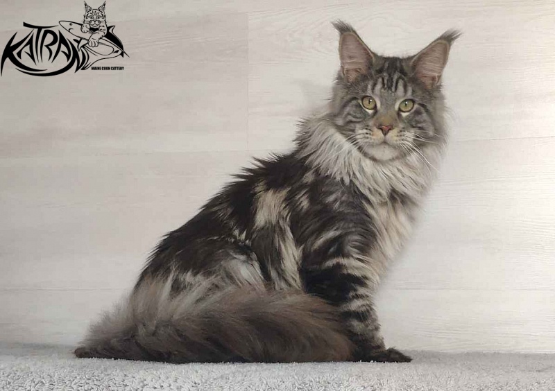 Krai Kristolin Quantum - Junior maine-coon 9 months
