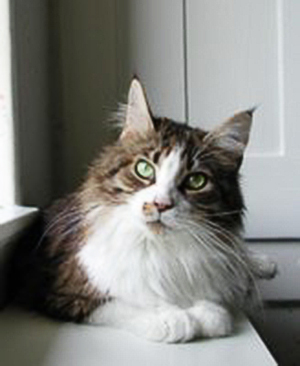 Langstteich's L'Maruschka - мейн-кун