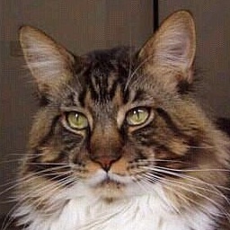 Langstteich's San Diego of Pillowtalk