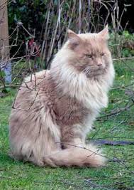 Yankee Cats Elton John of Baydar - мейн-кун