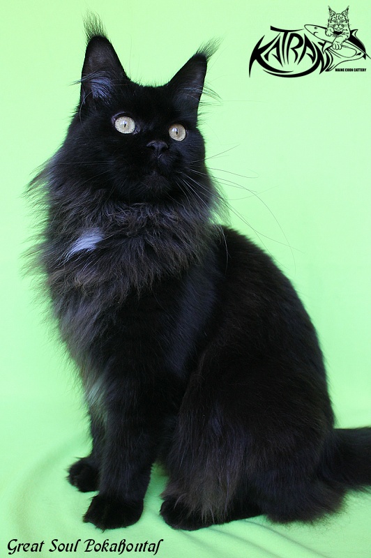 Great Soul Pokahontas - Adult maine-coon 2 years 5 months 1.5 week