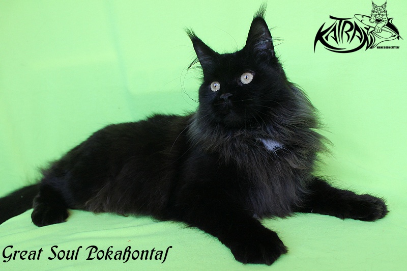 Great Soul Pokahontas - Adult maine-coon 2 years 5 months 1.5 week