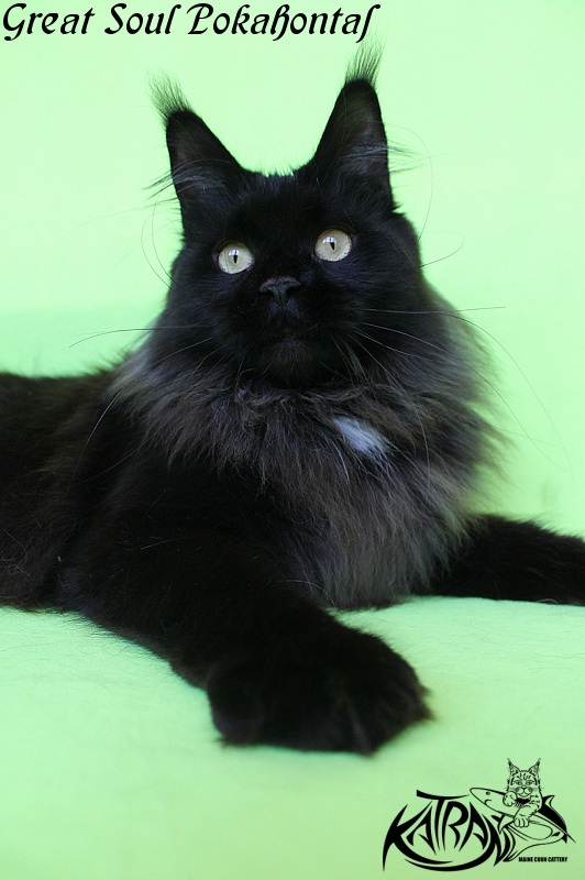 Great Soul Pokahontas - Adult maine-coon 2 years 5 months 1.5 week
