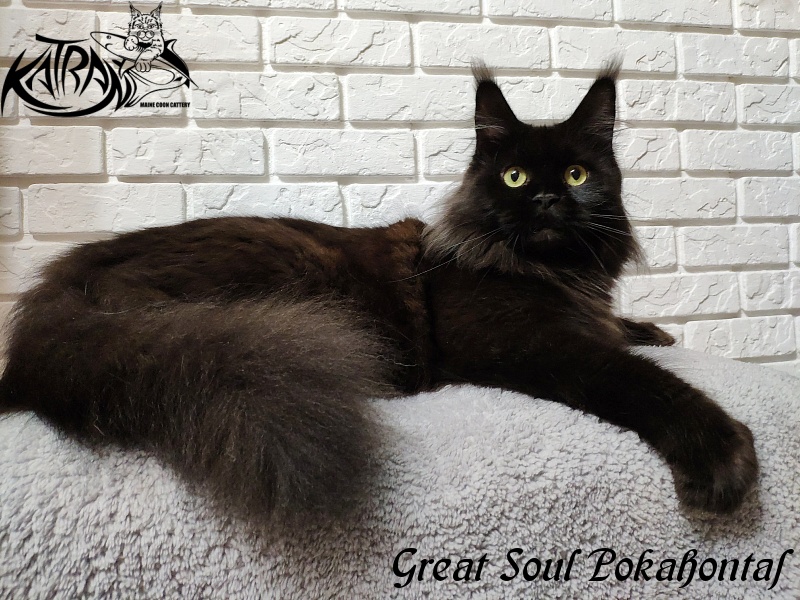 Great Soul Pokahontas - maine-coon
