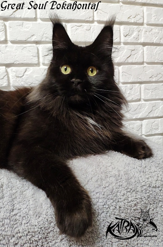 Great Soul Pokahontas - maine-coon
