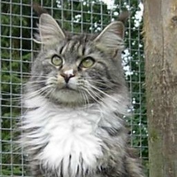 Wilderland American Beauty