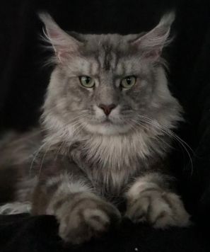 Mainelynx Ulmar - мейн-кун