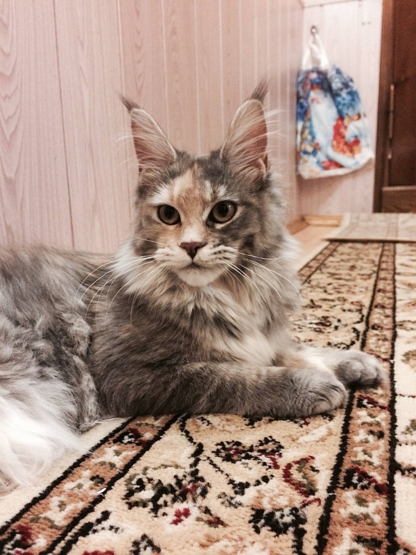 Ascent Osya - maine-coon