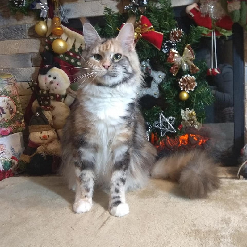 Volnacoon Regina - мейн-кун