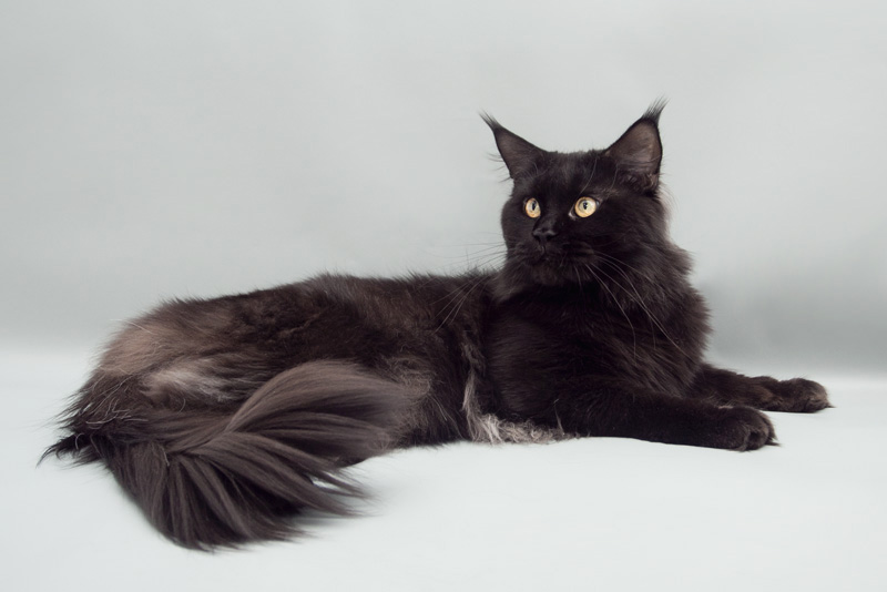 Bloomingtree Sherlock Holmes - мейн-кун 13.05.13