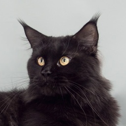 Bloomingtree Sherlock Holmes