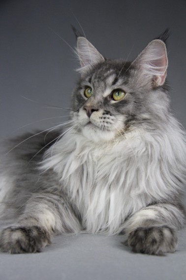 Mainelynx Yurek - maine-coon