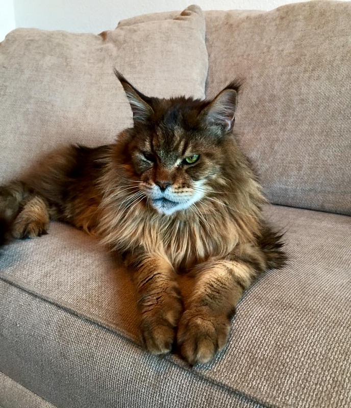 Incognito of Koi Pond - maine-coon