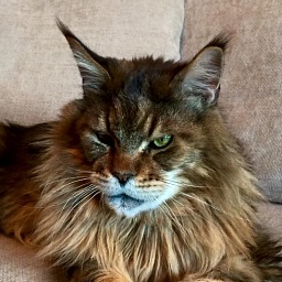 Incognito of Koi Pond