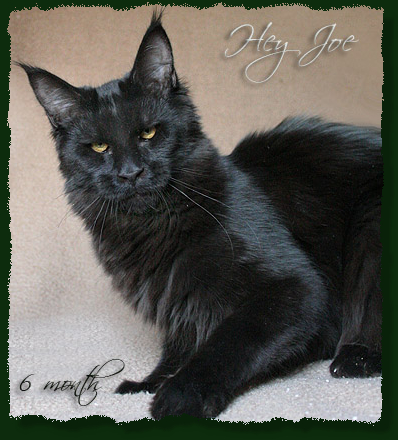 Mainefield's Hey Joe - мейн-кун 25.01.2009