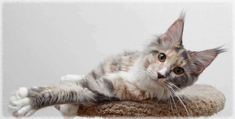 Aloa's Feodora - maine-coon 01/28/2011