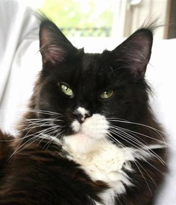 Dotcom Ivor Novello - мейн-кун