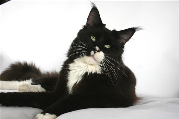 Dotcom Ivor Novello - мейн-кун