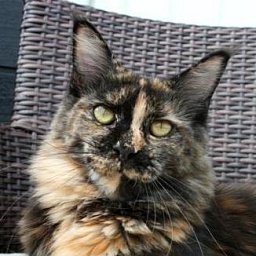 Tojo Polaris Victoria Beckham