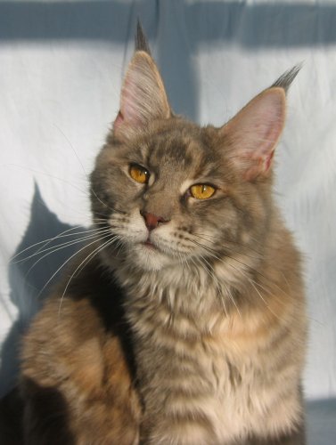 Mountaineer's Wannaway Jesebel - maine-coon