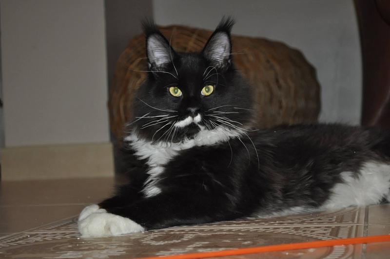 Respectcoon Graf Zeppelin - мейн-кун