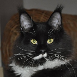 Respectcoon Graf Zeppelin