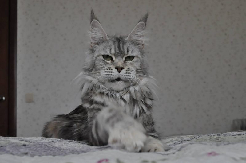 Yurmala Afonya Coon - мейн-кун